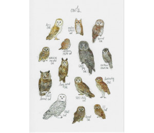 Postkarte - Owls Eulen